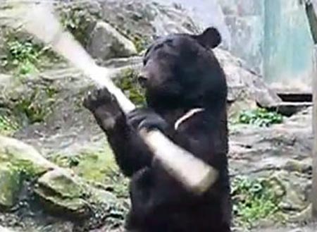 Xem gấu sở thú trổ tài múa gậy điêu luyện - VietNamNet