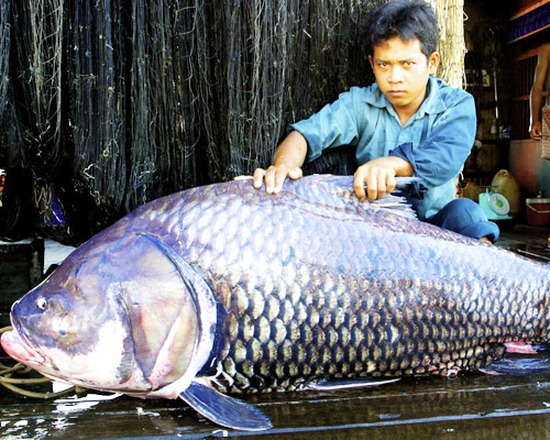 mekong giant carp