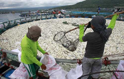 Rumbling Volcano Blamed For Fishkill In Taal Lake