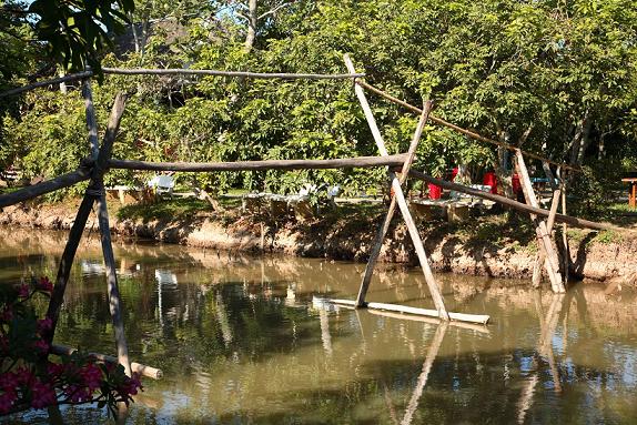 vietnam monkeys