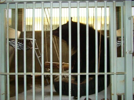 bears in captivity