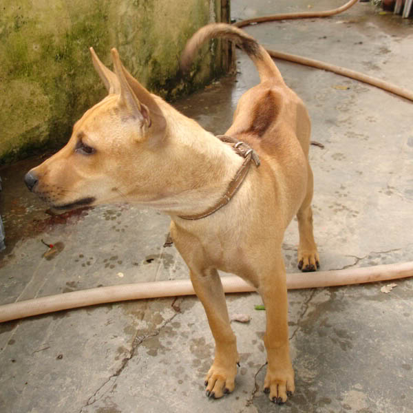 Vietnam, dog, Phu Quoc