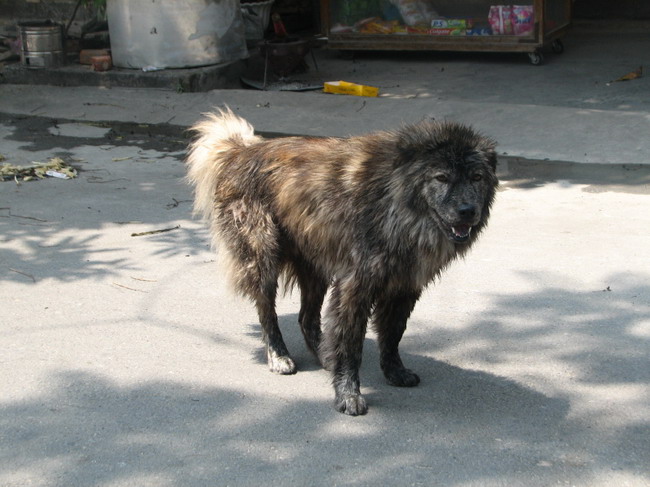 Vietnam, dog, Phu Quoc