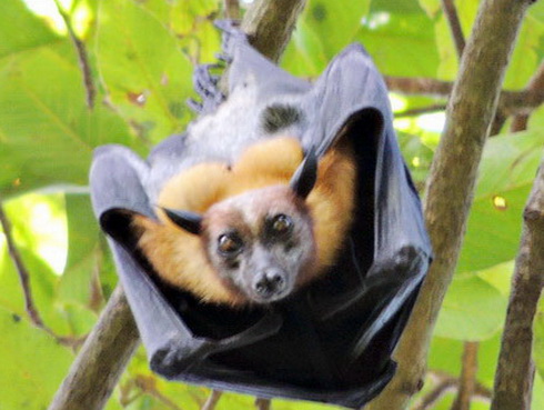 Vietnam, Bat pagoda, Soc Trang, bat