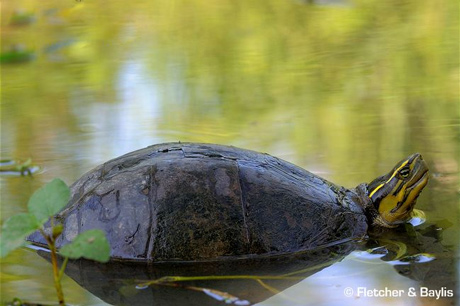 Vietnam, box turtle, species, strange