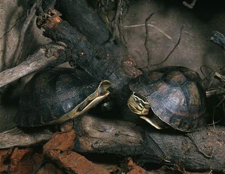 Vietnam, box turtle, species, strange