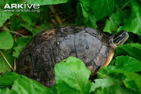 Vietnam, box turtle, species, strange