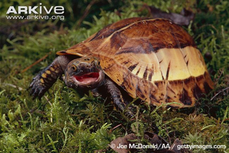 Vietnam, box turtle, species, strange