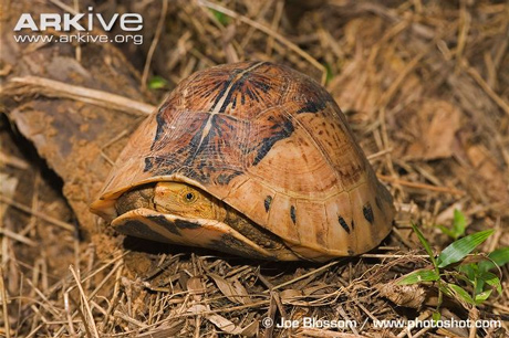 Vietnam, box turtle, species, strange