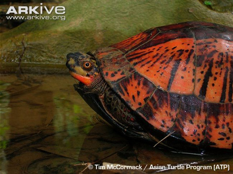 Vietnam, box turtle, species, strange