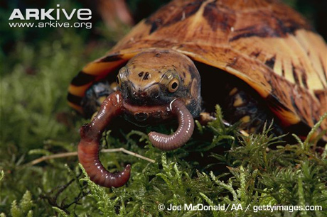 Vietnam, box turtle, species, strange