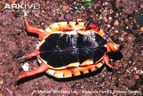 Vietnam, box turtle, species, strange