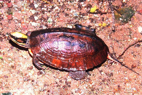 Vietnam, box turtle, species, strange