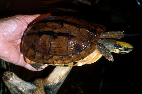 Vietnam, box turtle, species, strange