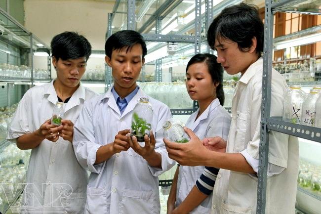 A lecturer of the Biotechnology Department, Mekong University instructs his students on tissue culture techniques of banana. Image: Vietnam Net Bridge