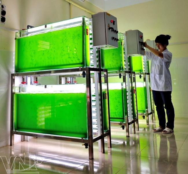 The system of glass photobioreactor tubes used in farming seaweed at the Research Institute for Aquaculture No.2. Image: Vietnam Net Bridge