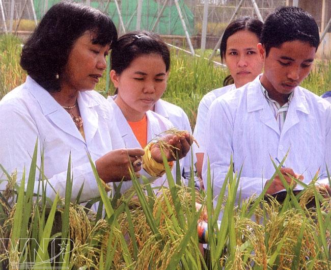 Nguyen Thi Lang, rice variety, portrait, scientist