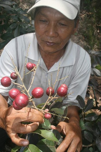 strange fruits, strange trees, Vietnam