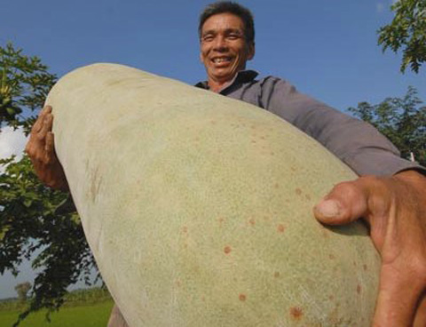 strange fruits, strange trees, Vietnam