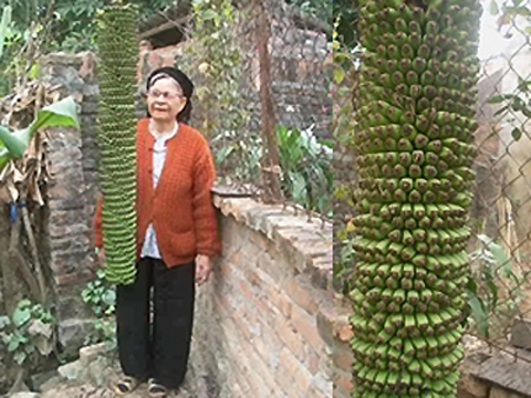 strange fruits, strange trees, Vietnam