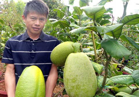 strange fruits, strange trees, Vietnam