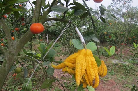 strange fruits, strange trees, Vietnam