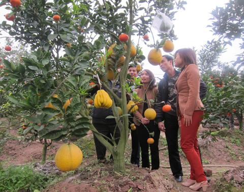 strange fruits, strange trees, Vietnam