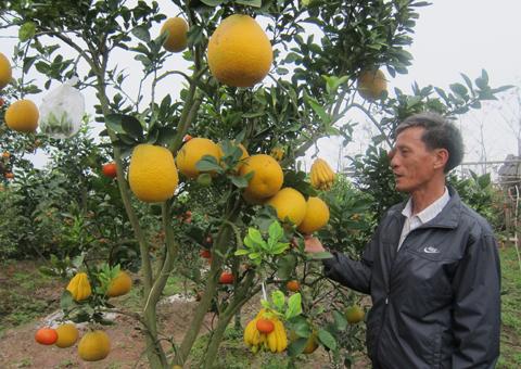 strange fruits, strange trees, Vietnam