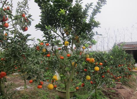 strange fruits, strange trees, Vietnam