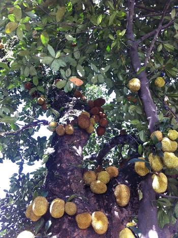 strange fruits, strange trees, Vietnam