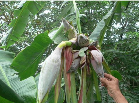 strange fruits, strange trees, Vietnam