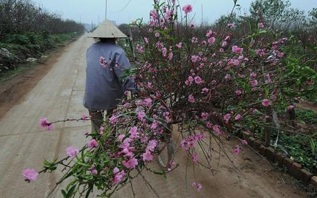 tet flower, new year, cherry, plum, apricot, peach