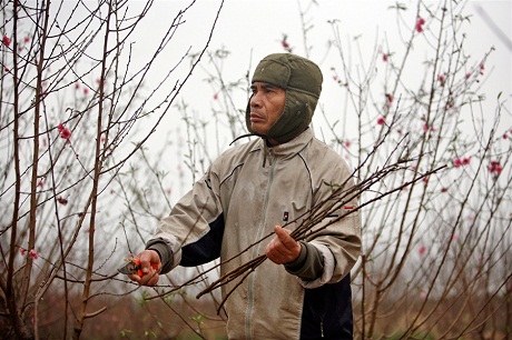 tet flower, new year, cherry, plum, apricot, peach