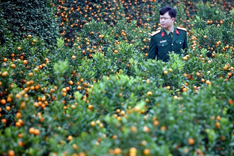 tet flower, new year, cherry, plum, apricot, peach