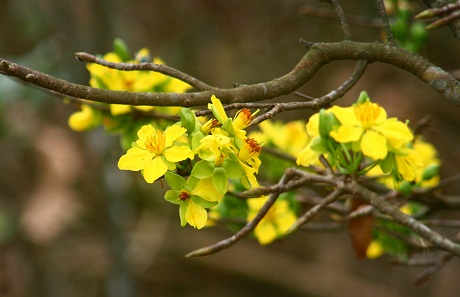 tet flower, new year, cherry, plum, apricot, peach