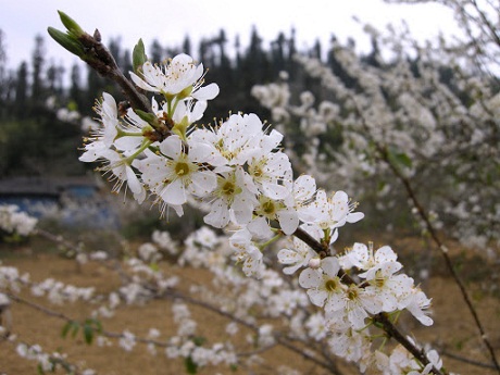 tet flower, new year, cherry, plum, apricot, peach