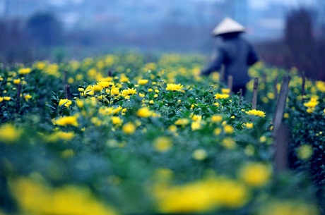 tet flower, new year, cherry, plum, apricot, peach