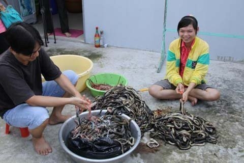 snake, tam nong, tram chim, dong thap, national park, market