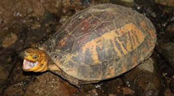 Vietnam, rare turtle, illegal trafficking