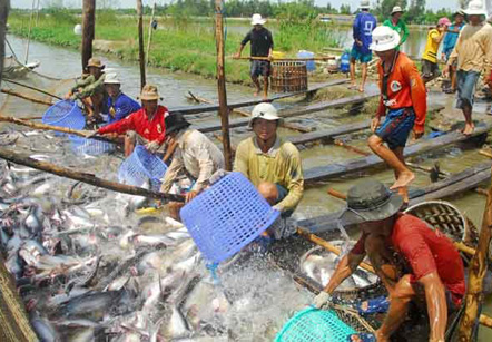 Vietnam, catfish, anti-dumping tax, DOC, POR