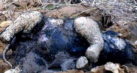 A dead baby elephant found in the Yok Don National Park in Dak Lak last December. 