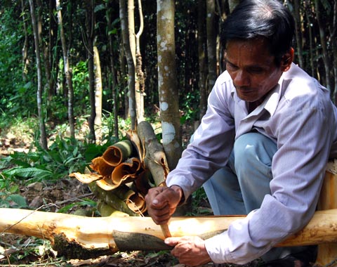 cinnamon, tra bong, tay tra, harvest season, farmer