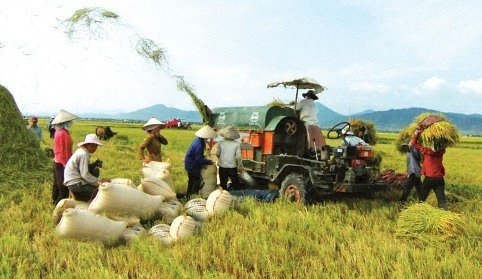 rice export, rice production, vo tong xuan, vietnam