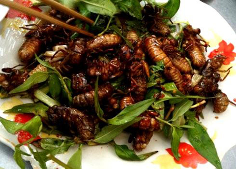 insect food, vietnam, bee, larva, aunt