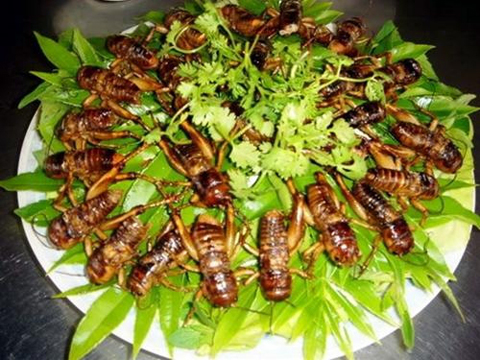 insect food, vietnam, bee, larva, aunt