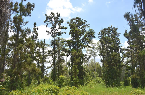 Swamp cypress, Glyptostrobus, dak lak, conservation, forest, rangers