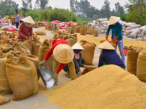 Vietnam, farm produce, GlobalGAP, price, loss, support