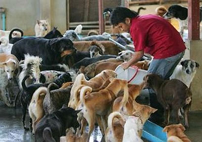 Vietnam is one of the key dog meat markets in Southeast Asia