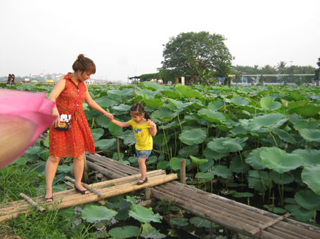 west lake, lotus ponds, take photo with lotus, hanoi