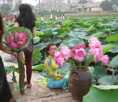 west lake, lotus ponds, take photo with lotus, hanoi